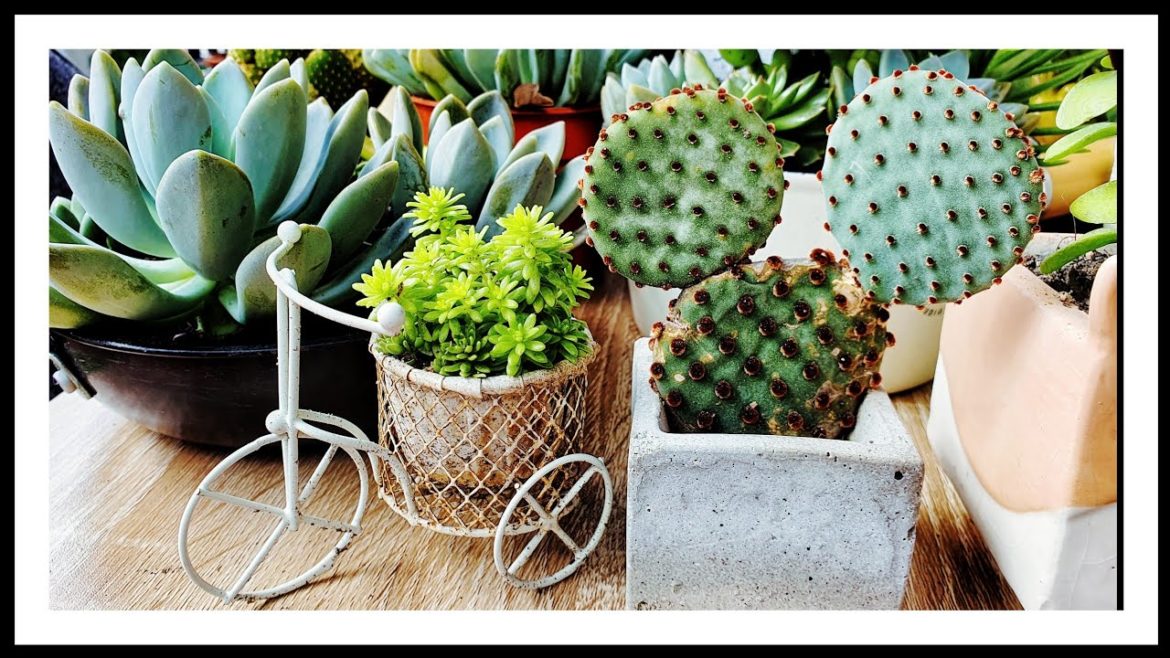 Take a stroll in my garden to calm your mind @LINGoldenBloom