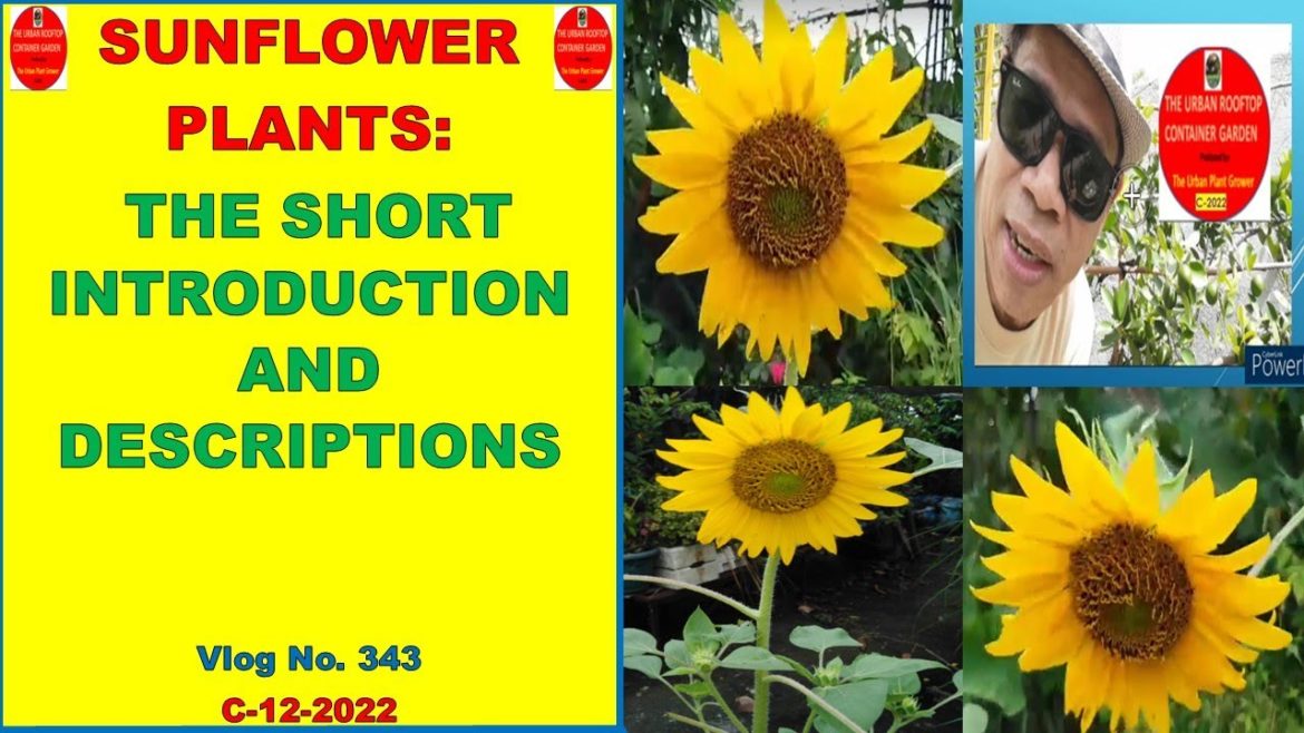 Sunflower Plants: The Short Introduction and Descriptions | Beautiful Sunflower Plants In The Garden
