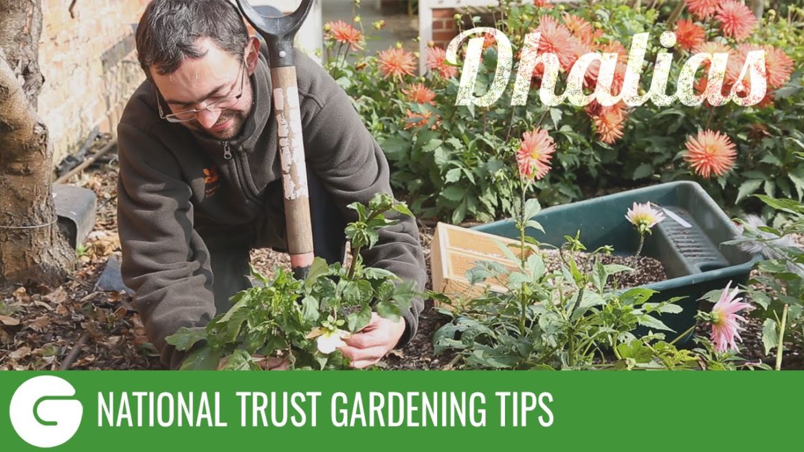 National Trust Gardening Tips: Dahlias National Trust Gardening Tips: Dahlias