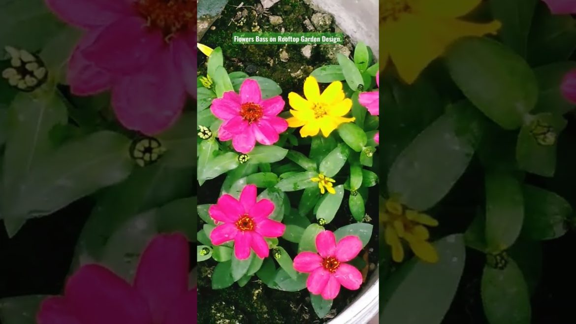 Zinia Flowers Bass on Rooftop Garden Design.#shorts #viral #viralvideo #shortsviral #shortsvideo . Zinia Flowers Bass on Rooftop Garden Design.#shorts #viral #viralvideo #shortsviral #shortsvideo .