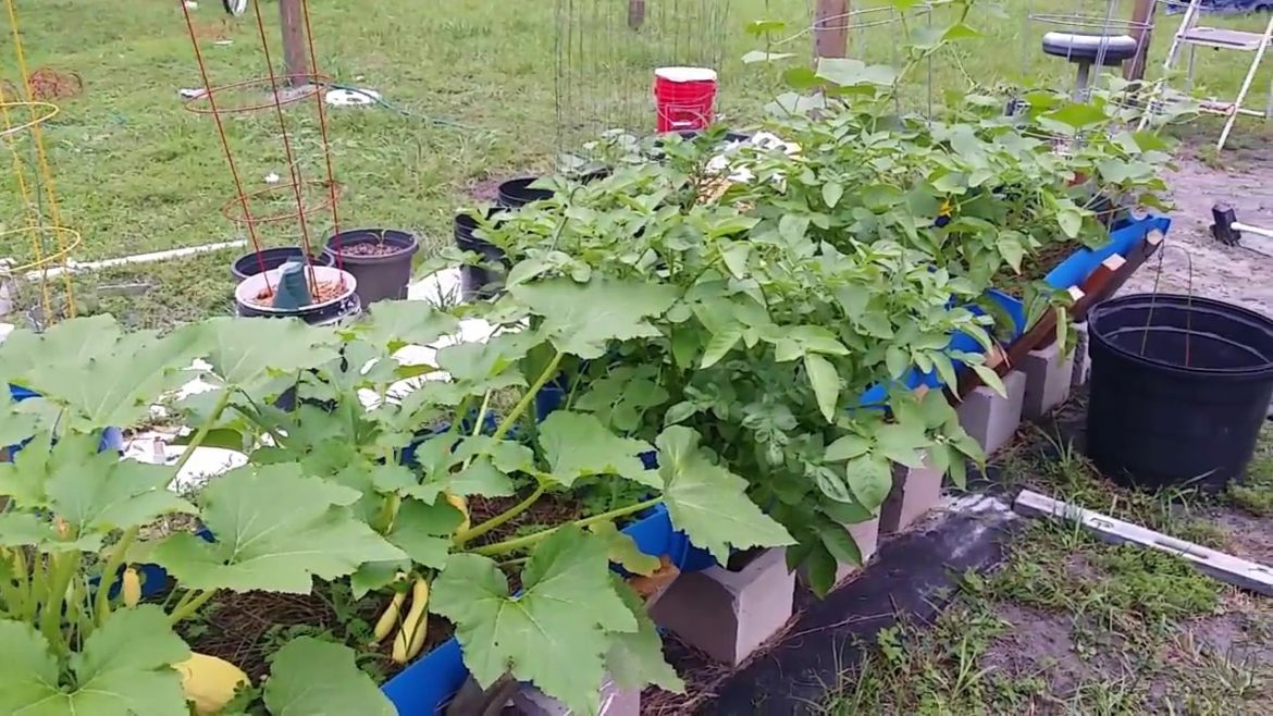 Diy cheap container garden update ep 64