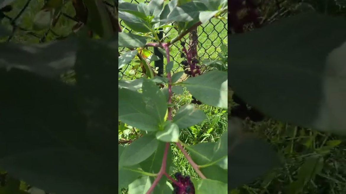 do you think these are edible?!🤨🤤🍓 #shorts