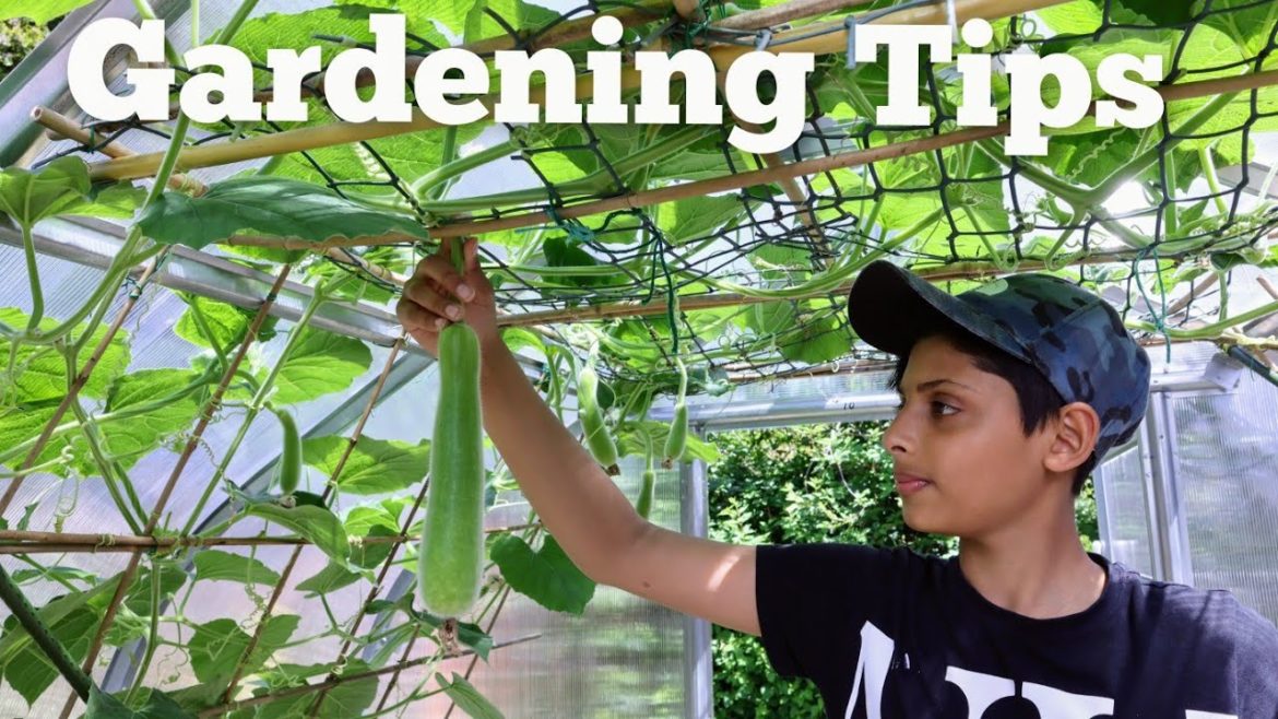 Time To Plant Out your Vegetable Seedlings : Gardening Tips For Beginners