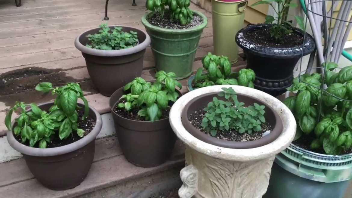 How to plant a patio container garden - Bistro deck plants
