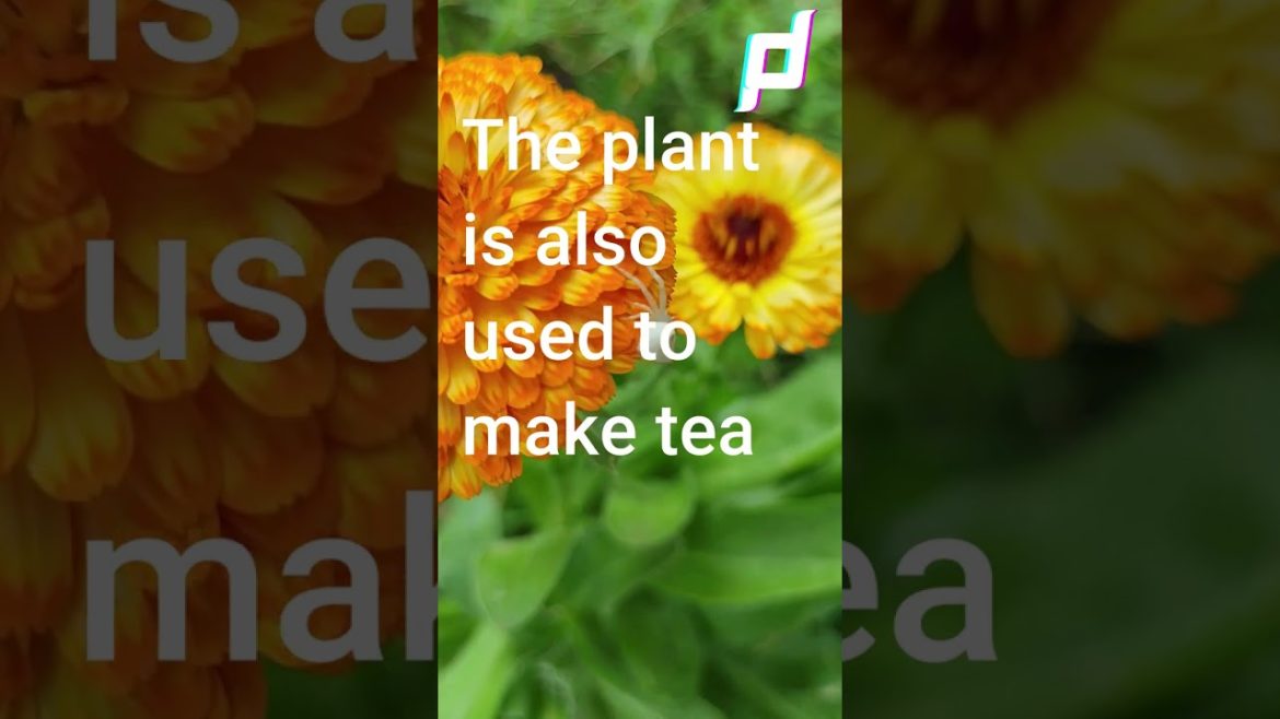 Calendula Flower Benefits & Uses | Pot marigold flower | Calendula How Does It Benefit You #shorts Calendula Flower Benefits & Uses | Pot marigold flower | Calendula How Does It Benefit You #shorts