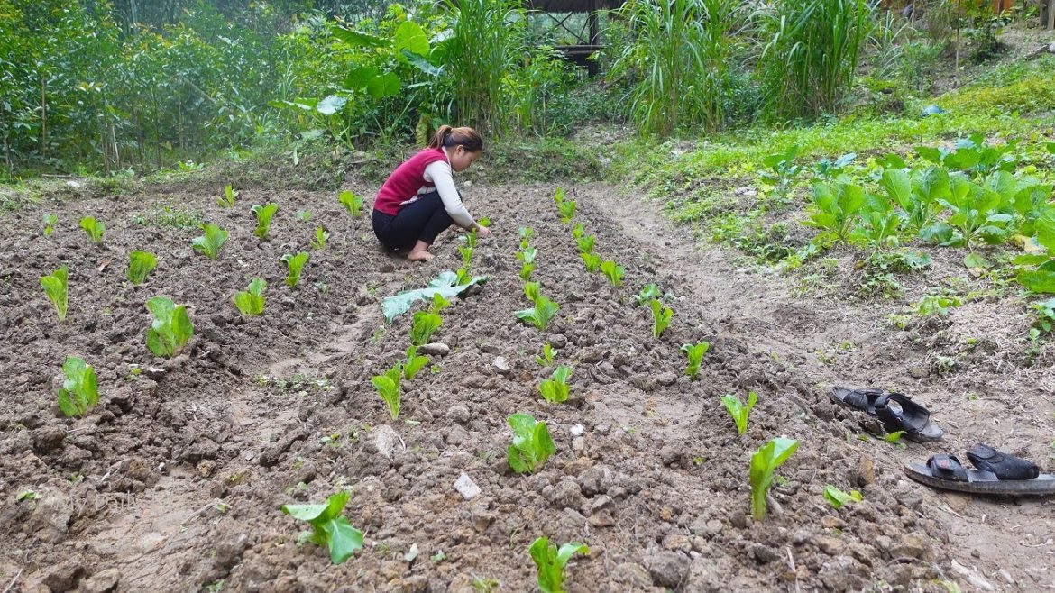 Hien expands organic garden and goes to market to sell vegetables. My Daily Life Ep. 133