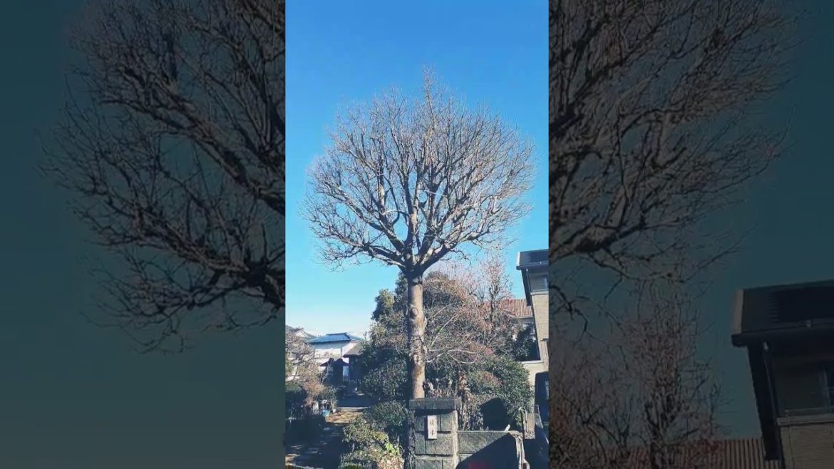 Japanese garden Japanese garden