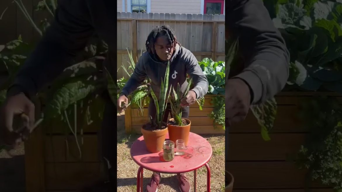 Never ending supply of snake plants!?! Never ending supply of snake plants!?!