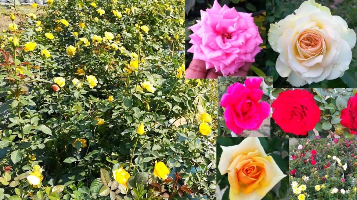 Beautiful Rose Varieties With Names Or IDs / Rose Varieties In India / Rose Flower