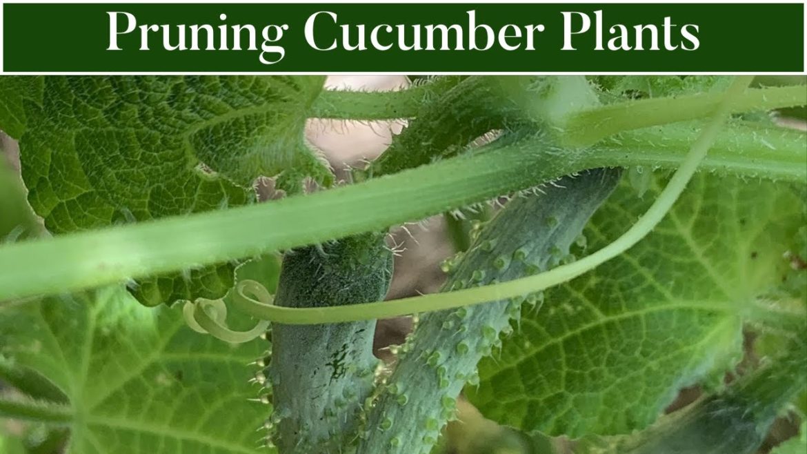 How to Prune Cucumber Plants|Vegetable Gardening|Organic Gardening How to Prune Cucumber Plants|Vegetable Gardening|Organic Gardening