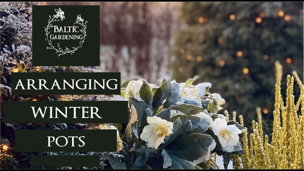 Arranging winter pots in the garden. Winter containers. Winter flowers. Baltic Gardening