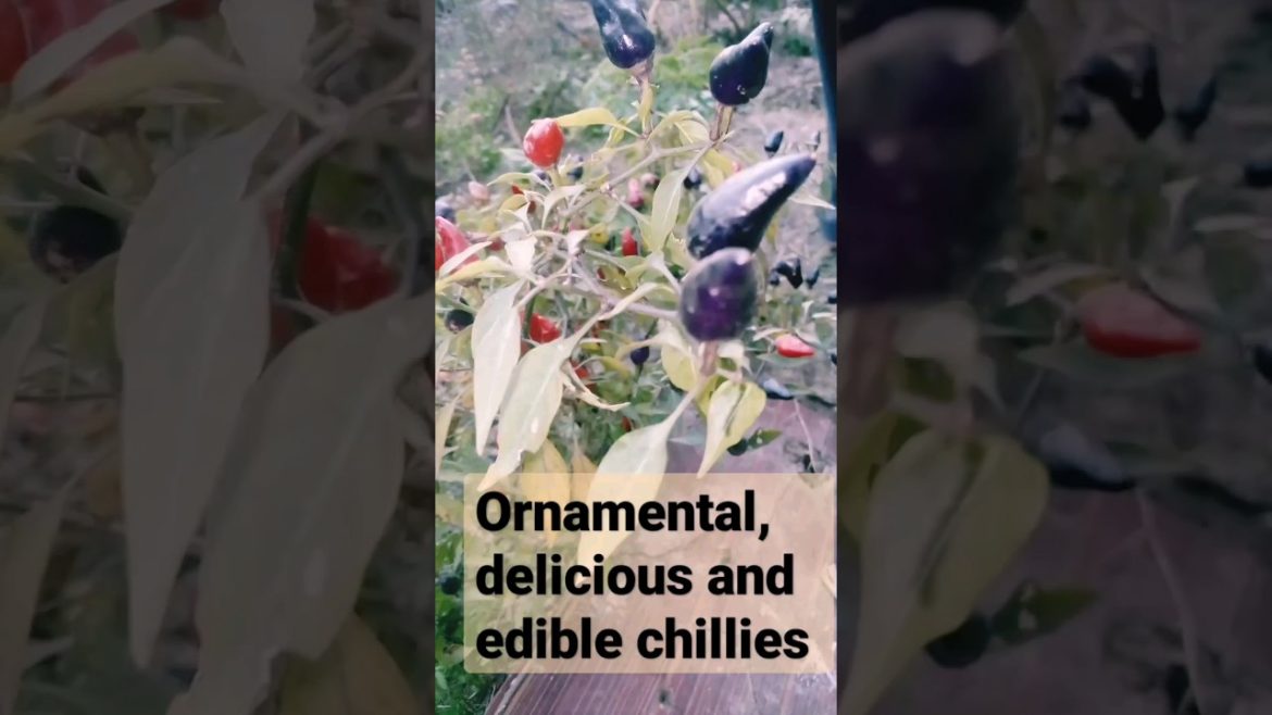 Home gardening #shorts #youtubeshorts #viral