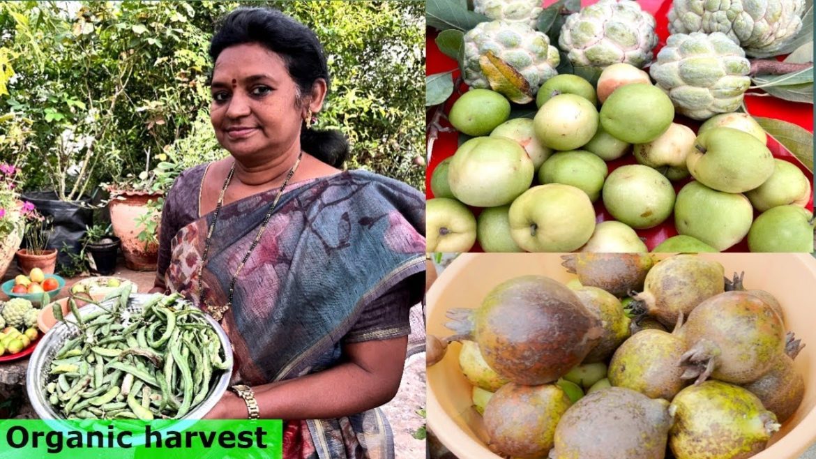 Fruits&vegetables harvest #terracegarden#gardening #organic #fruit #vegetables @mymomsterracegarden Fruits&vegetables harvest #terracegarden#gardening #organic #fruit #vegetables @mymomsterracegarden