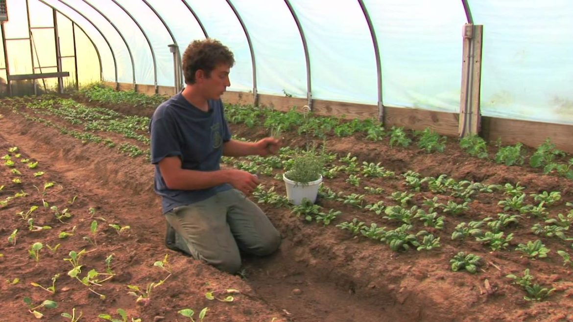 Vegetable Gardening : How to Harvest & Store Rosemary