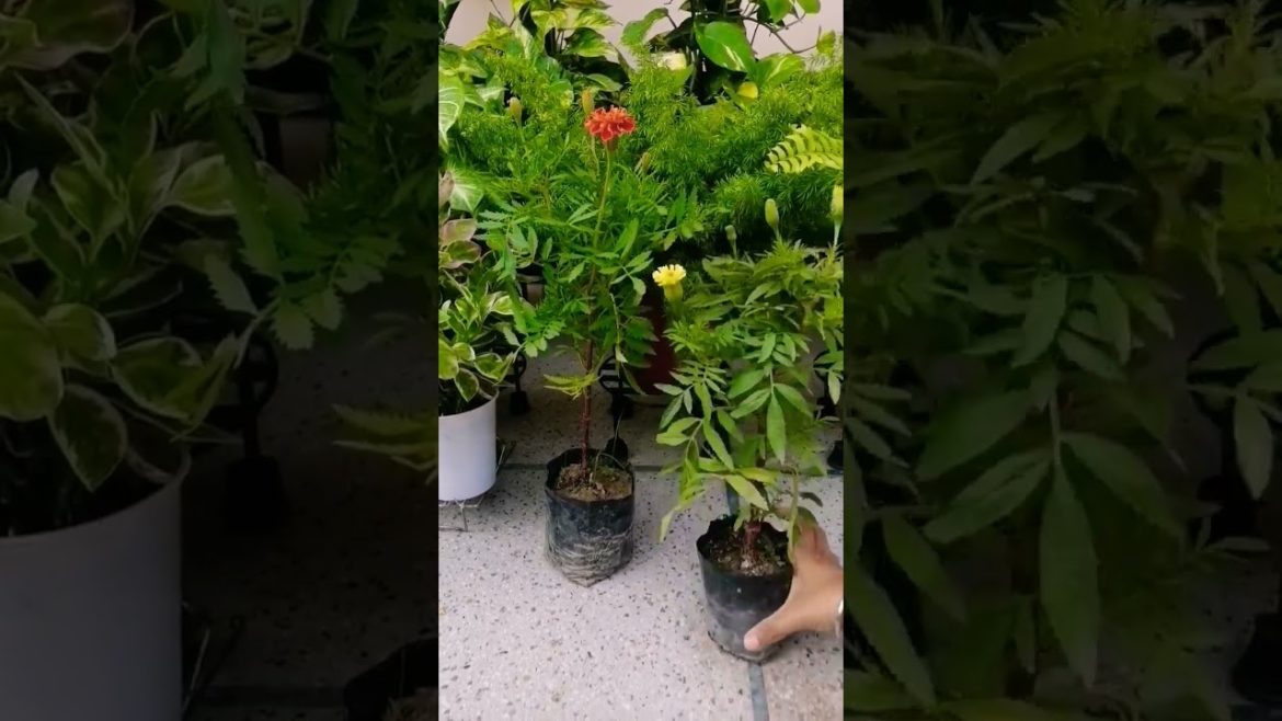 Garden Shopping !! Marigold Plants #shorts #viral #trending #youtubeshorts #nishthamahant #marigold