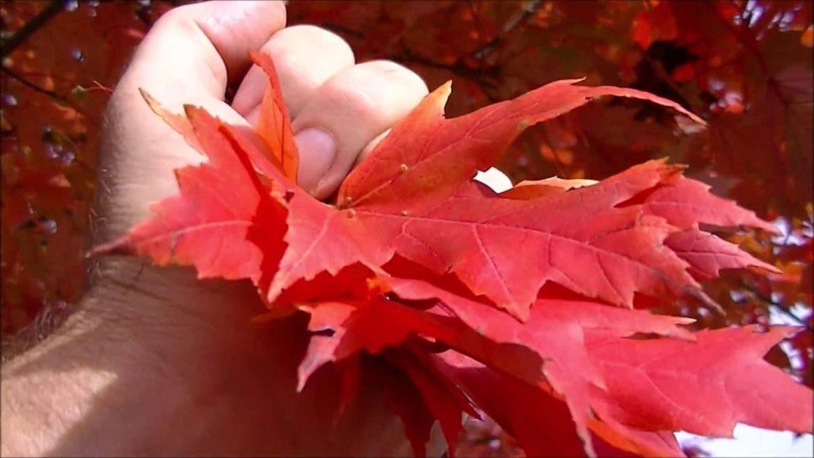Finding HIDDEN Passengers on Fall Leaves in Backyard Garden mulch. Finding HIDDEN Passengers on Fall Leaves in Backyard Garden mulch.