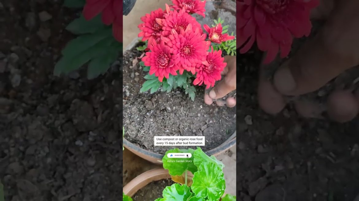 Winter Care Tips For Flowering Plants|सरदियो में फूल के पोधो की देखभाल टिप्स#ashasgardenstory#shorts