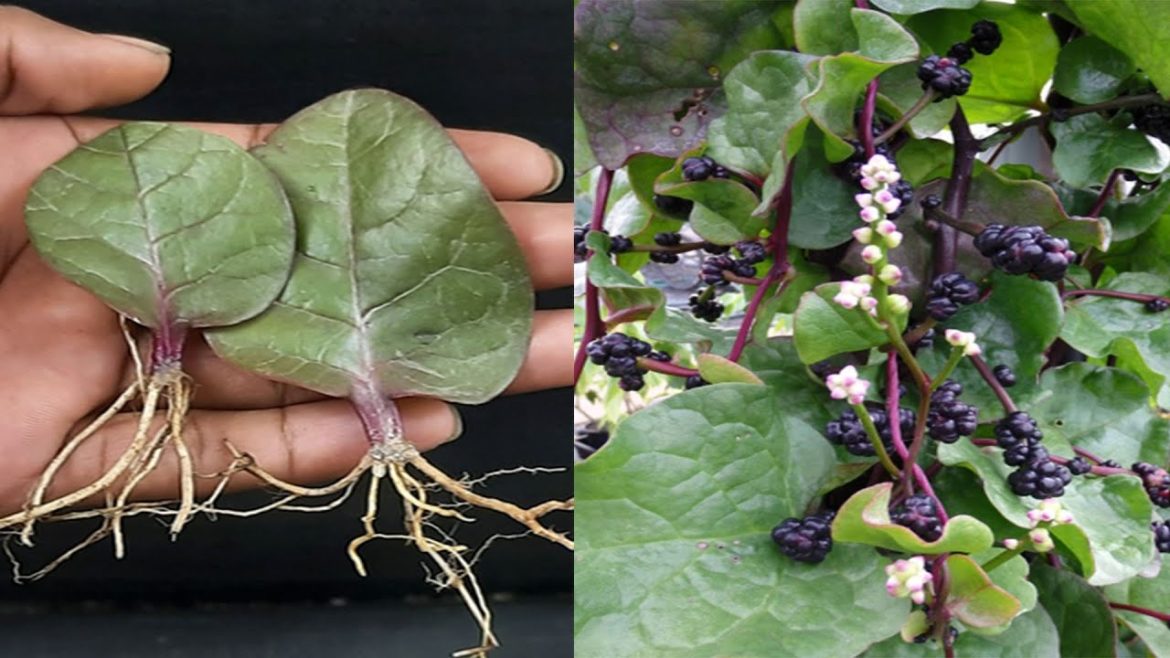 How To Grow Malabar Spinach From Leaves