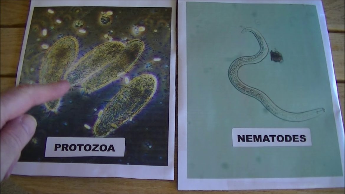 Get FREE Garden Plants NUTRIENTS Fast, Safe, Easy for your Backyard Garden