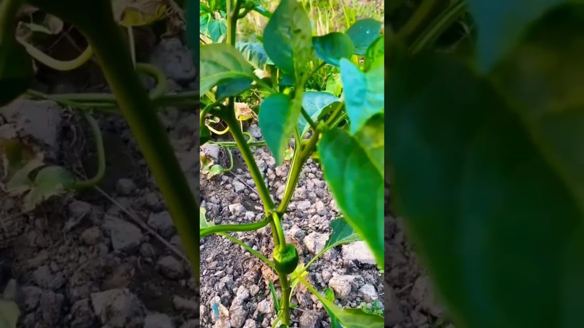 Winter Vegetable plant | Village Gardening | Cultivation winter vegetable #Shorts