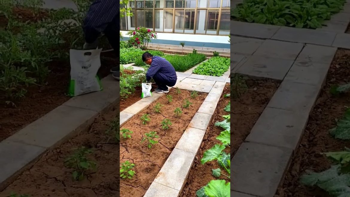 how to growth vegetable #naturalgarden