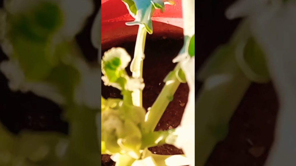 winter vegetable plant #shortvideo #gardening #gardeningtips @terrace.par.gardening