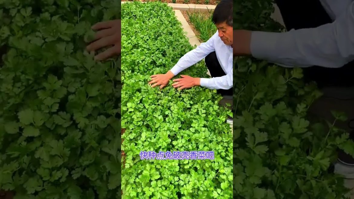 how to growth vegetable #naturalgarden how to growth vegetable #naturalgarden