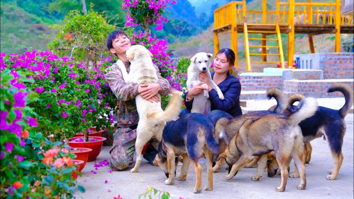 Build a farm to produce agricultural products, wooden houses, and ranches - full video