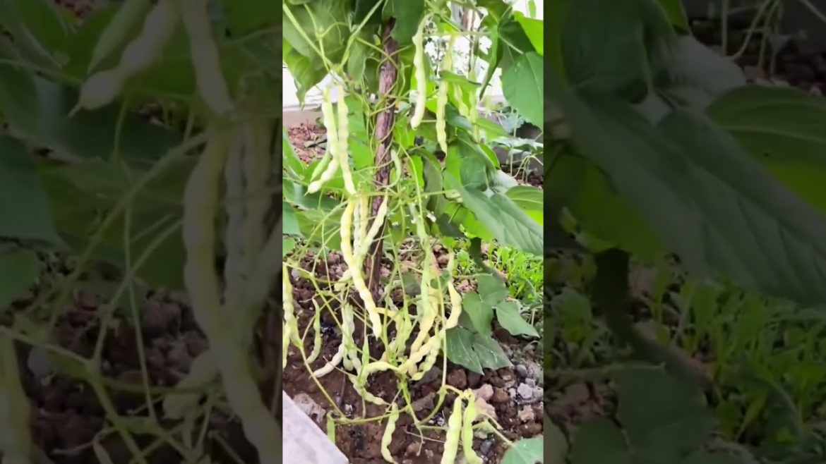 how to growth vegetable #naturalgarden