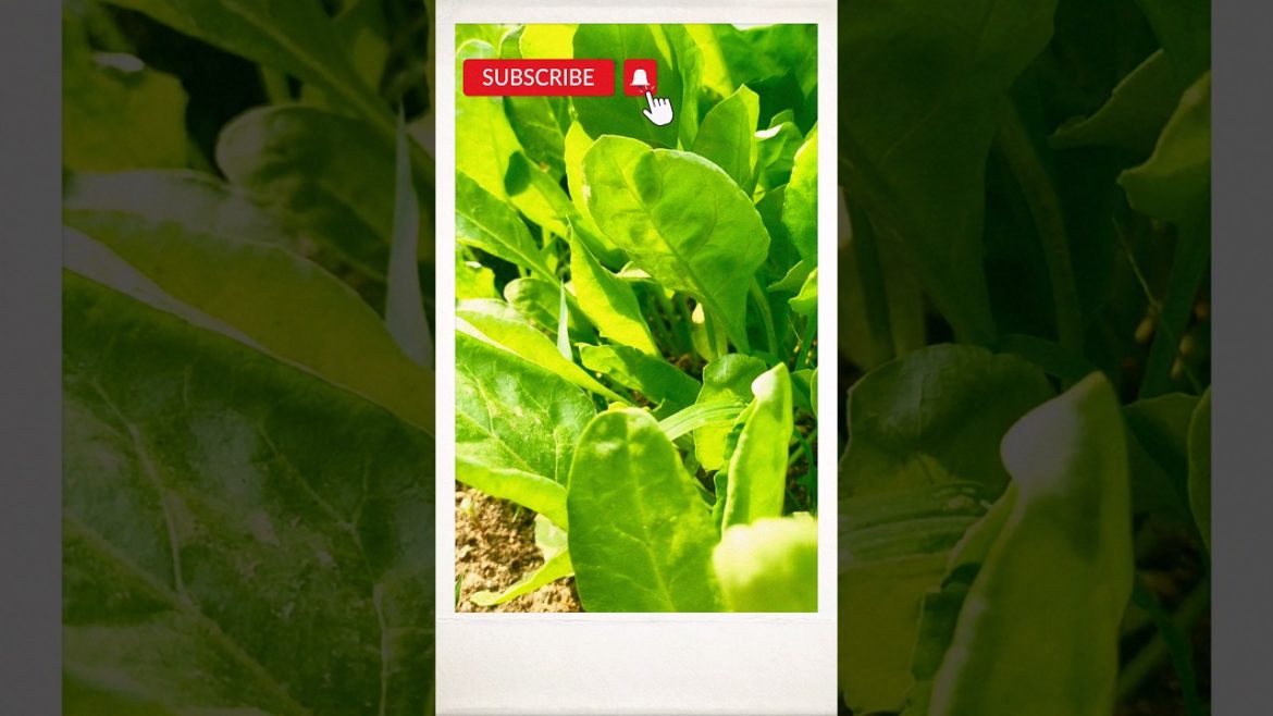 #Shorts#Gardening Tips & Techniques at Home#Garden Ideas care &  Spinach Grow at Home ! Microgreens