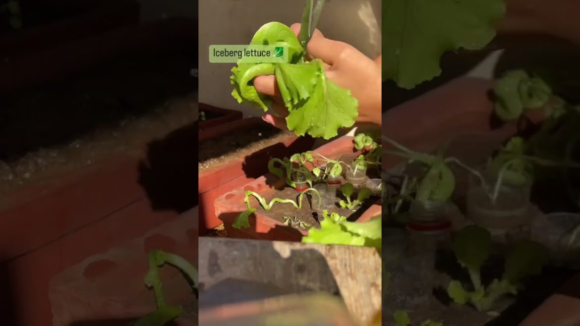 Come harvest with me! #grownfromseeds #growathome #pakchoi #lettuceeat