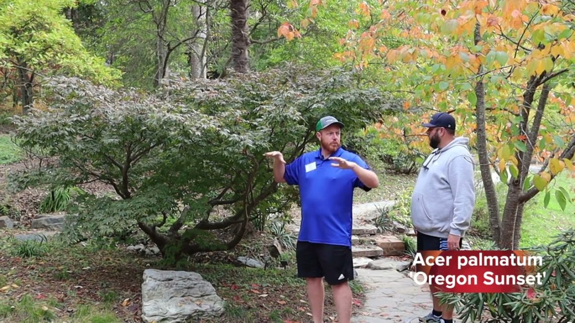 Acer palmatum 'Oregon Sunset' | Japanese Maple | MrMaple Clips 🍁