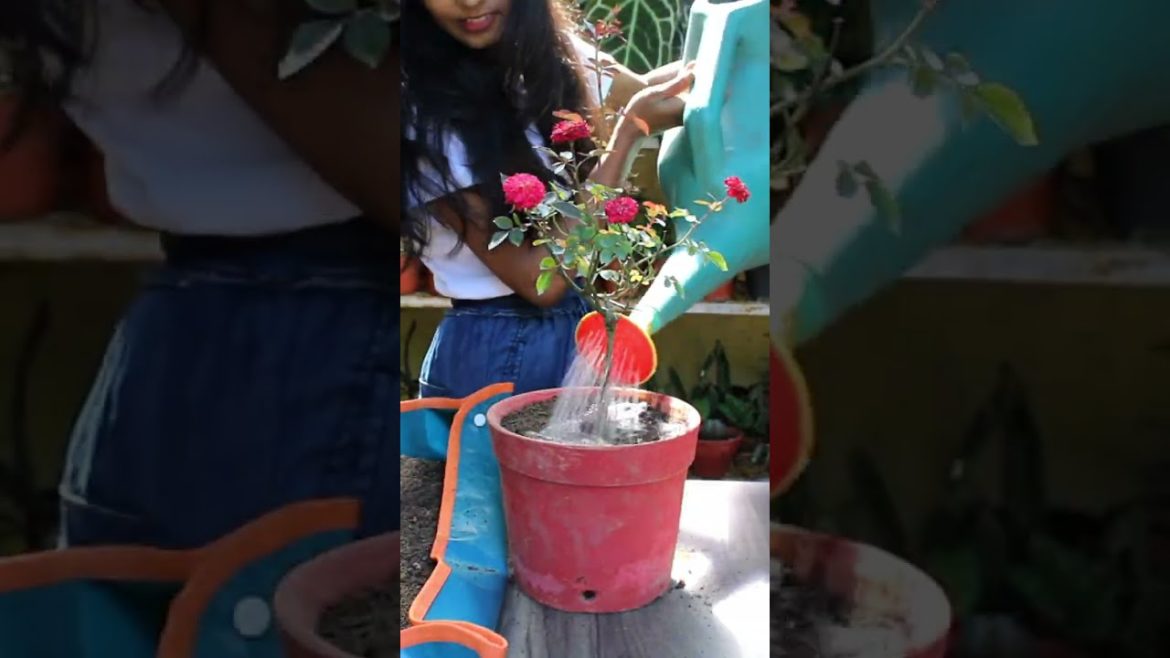 Quick tips to re-pot nursery bought Rose plant #shorts