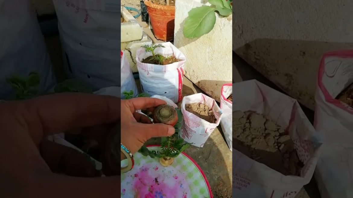 Grow Seeds of Root Vegetables #terracegarden #shorts #gardeningtips