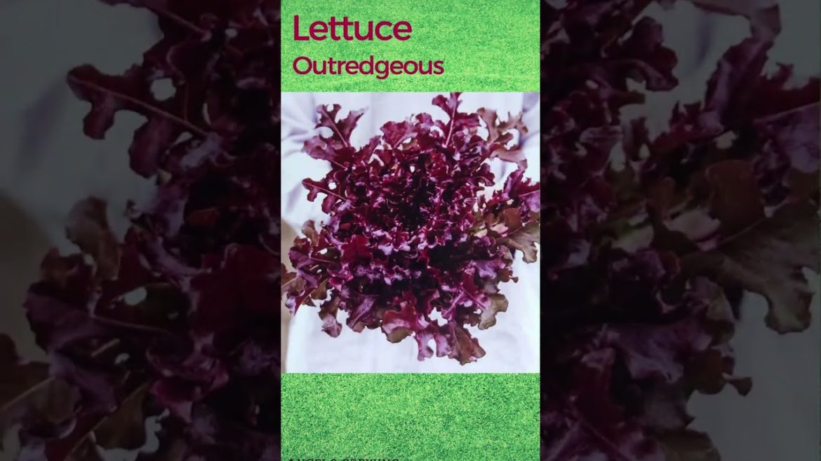 Lettuce Outredgeous Seeds Unpack and Planting Info #gardening #hydroponics #gardeningtips