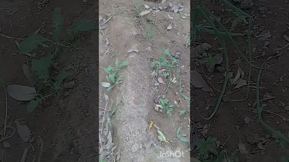 Gralic yellow leaves? / yellow leaves | @st home kitchen gardening #shorts Gralic yellow leaves? / yellow leaves | @st home kitchen gardening #shorts