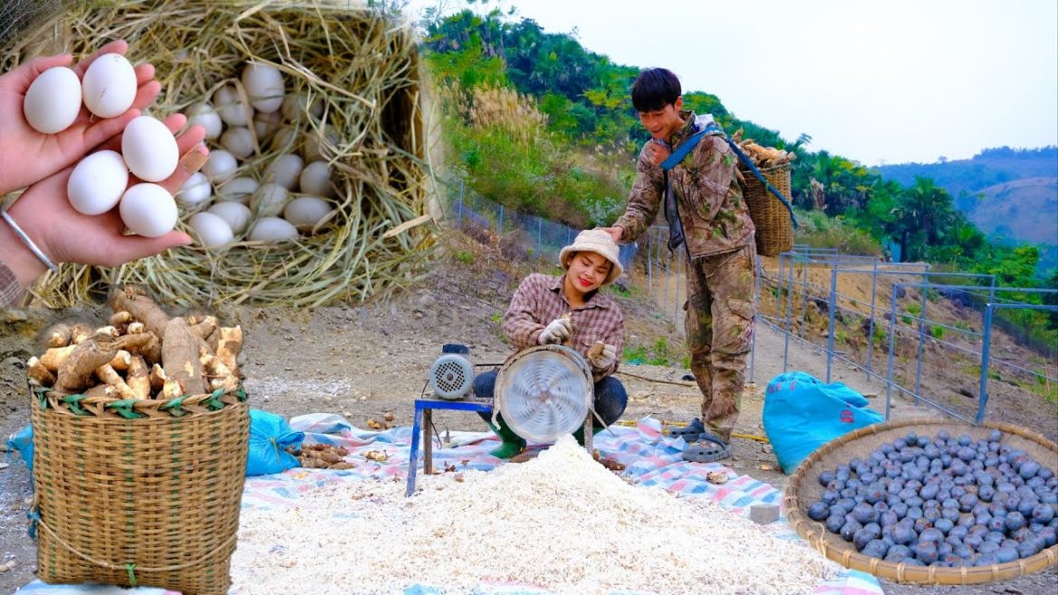 Harvest agricultural products as food for Siamese ducks that lay many eggs - how to make a farm