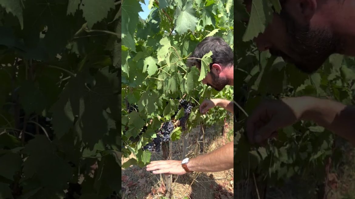 Pruning Vines Prior to Harvest