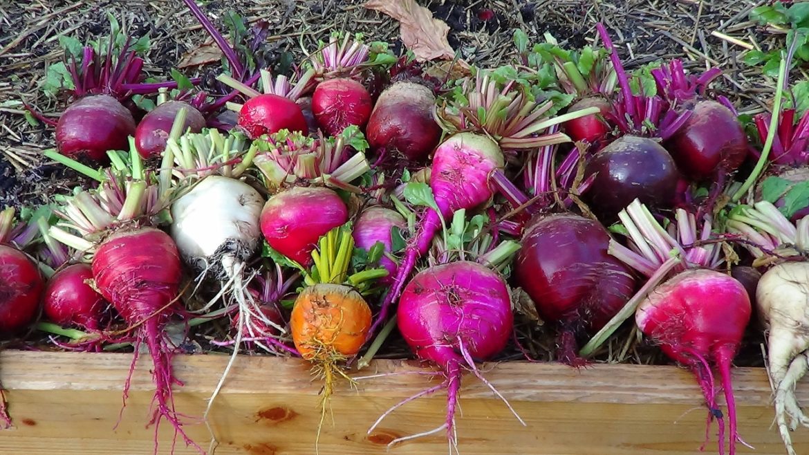Beet Harvest | Getting Backyard Garden Ready For Spring Season Beet Harvest | Getting Backyard Garden Ready For Spring Season