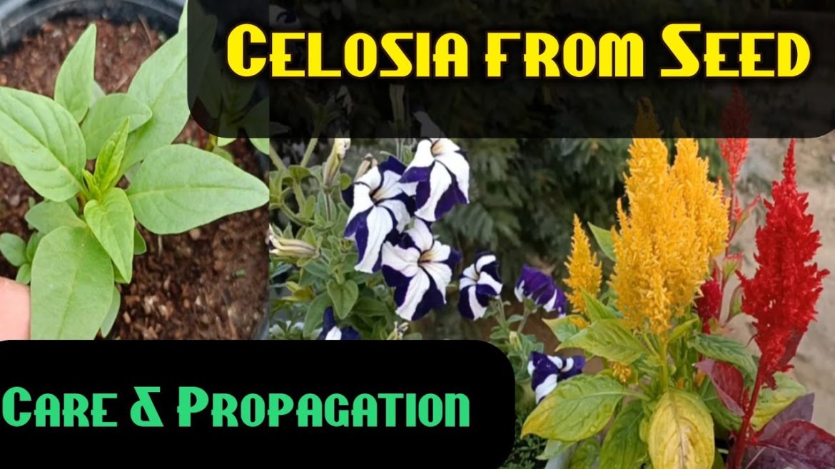 Celosia को सीड से लगाएं 🌼 Celosia plant care with update