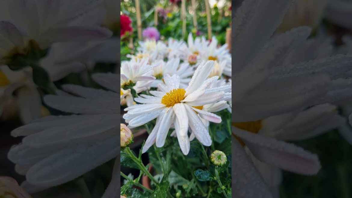 Natural white Flower Scenery#Beautiful Flower shorts Natural white Flower Scenery#Beautiful Flower shorts