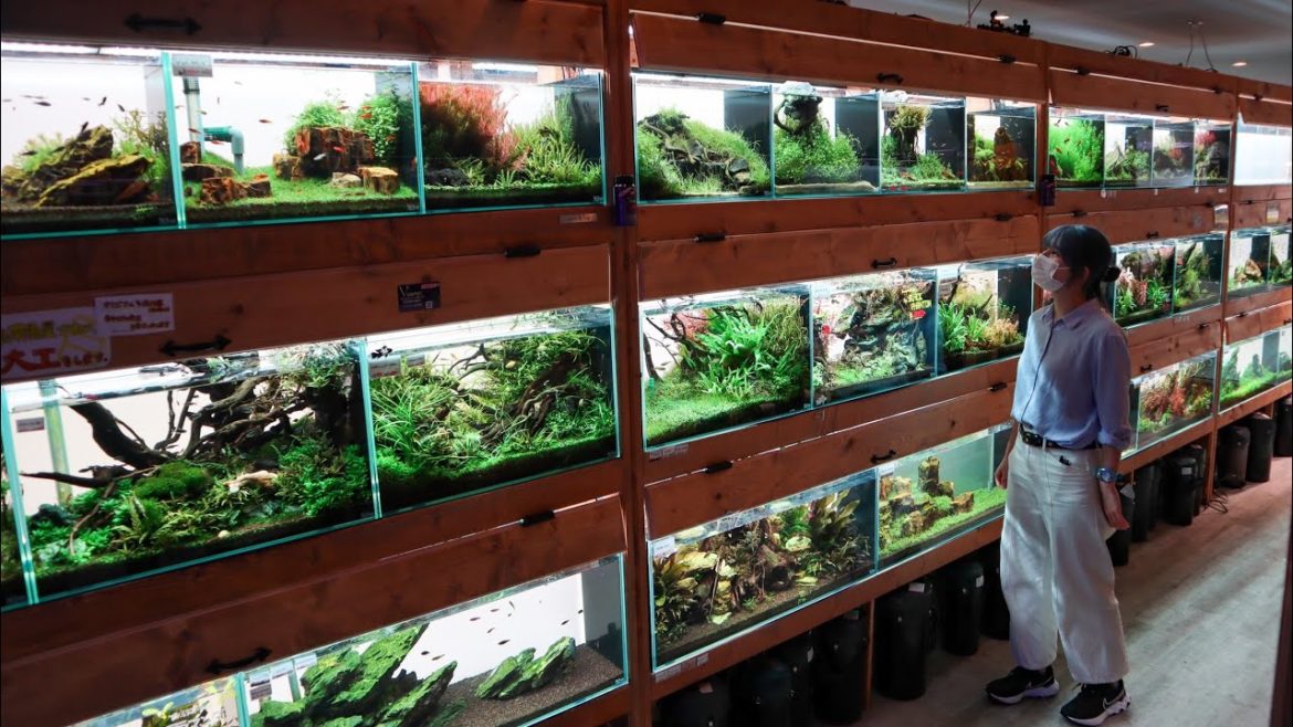 The Most INCREDIBLE PLANTED AQUARIUM FISH STORE TOUR in Japan!
