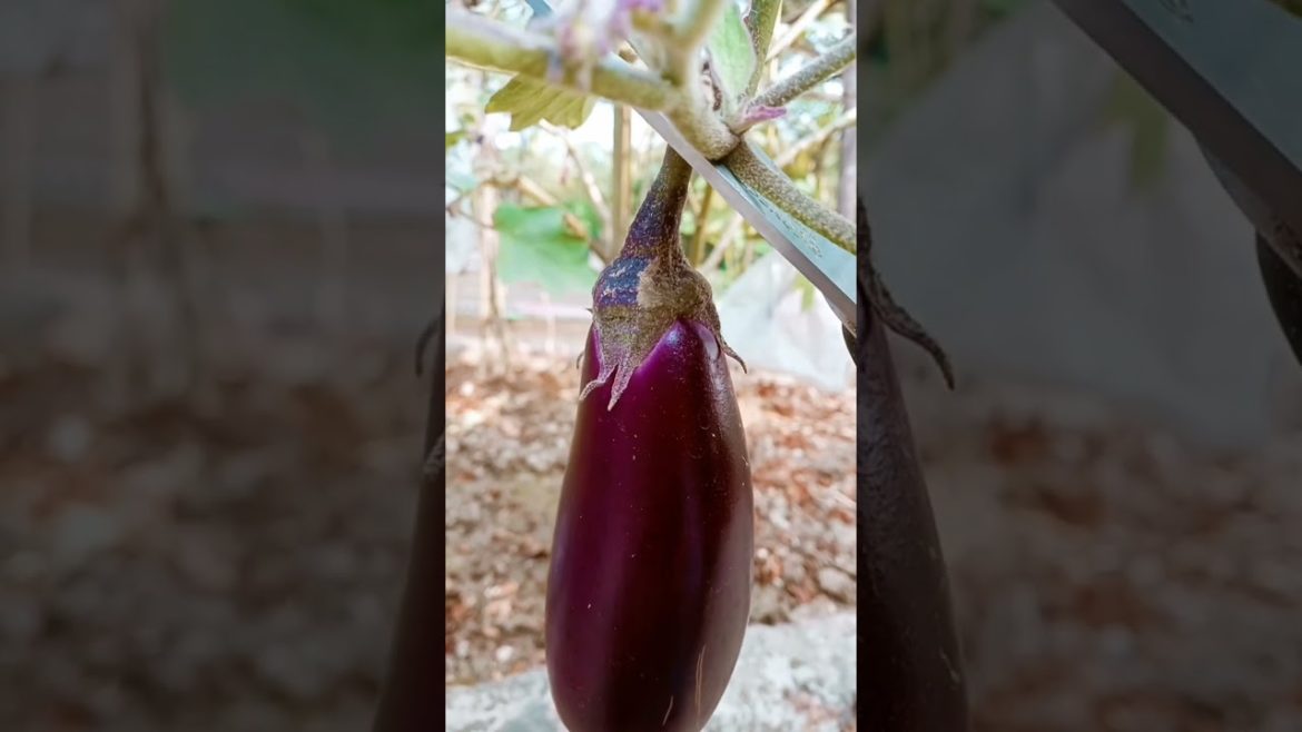 picking vegetables 🥰🥰🥰 #vlogsbd #youtubeshorts #fypシ