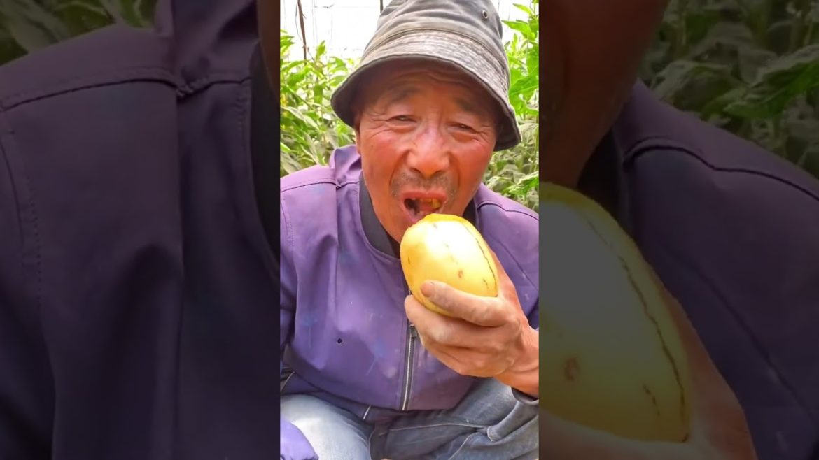 Grandpa tasting Pepino fruit