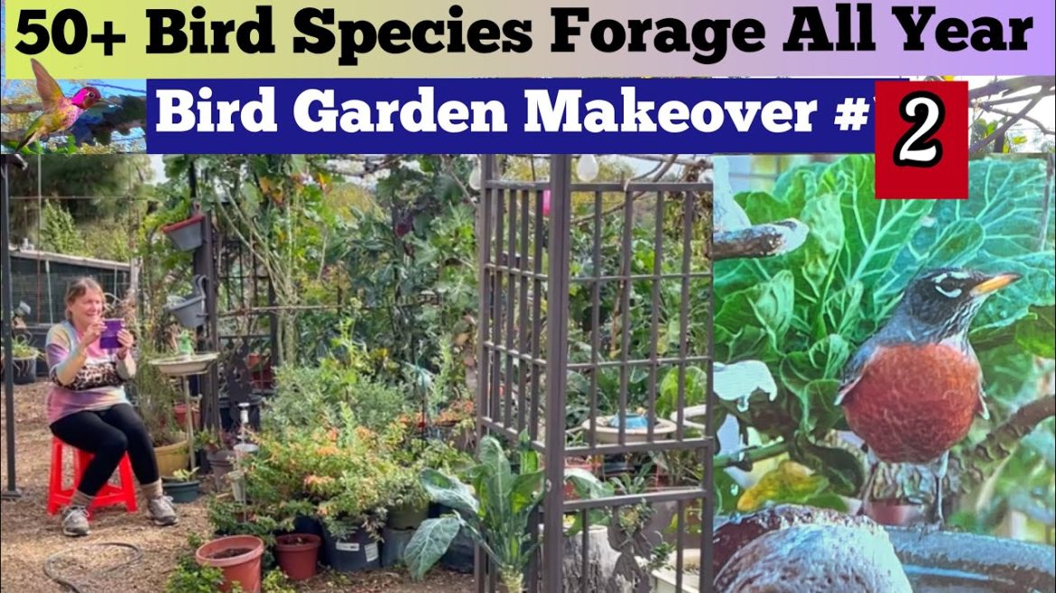 Move Vegetable to Save Life of Kale Collard Tree Transplanting in Bird Garden Container Gardening #2 Move Vegetable to Save Life of Kale Collard Tree Transplanting in Bird Garden Container Gardening #2