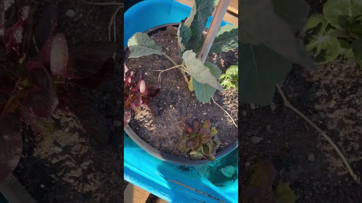 Container gardening update #shorts #containergardening #winter