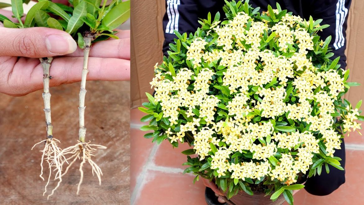 The secret to breeding and growing Yellow Ixora Flowers, flowers bloom all year round The secret to breeding and growing Yellow Ixora Flowers, flowers bloom all year round