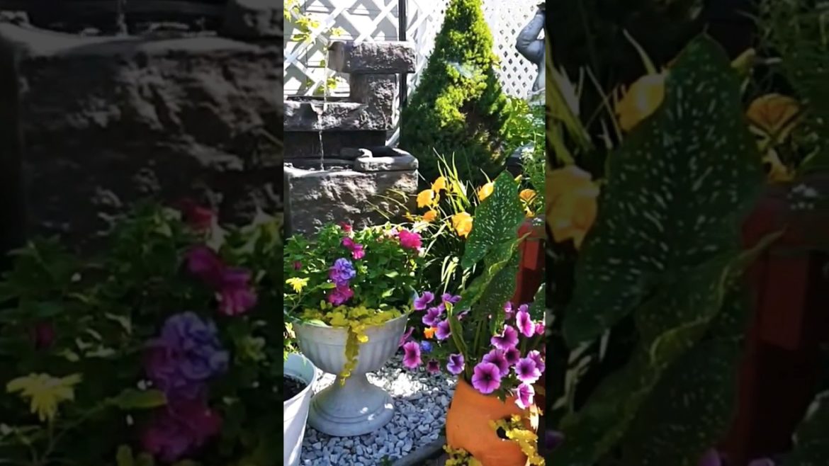 Cozy backyard garden #shorts #shortsvideo #short #youtubeshorts #shortsfeed #garden