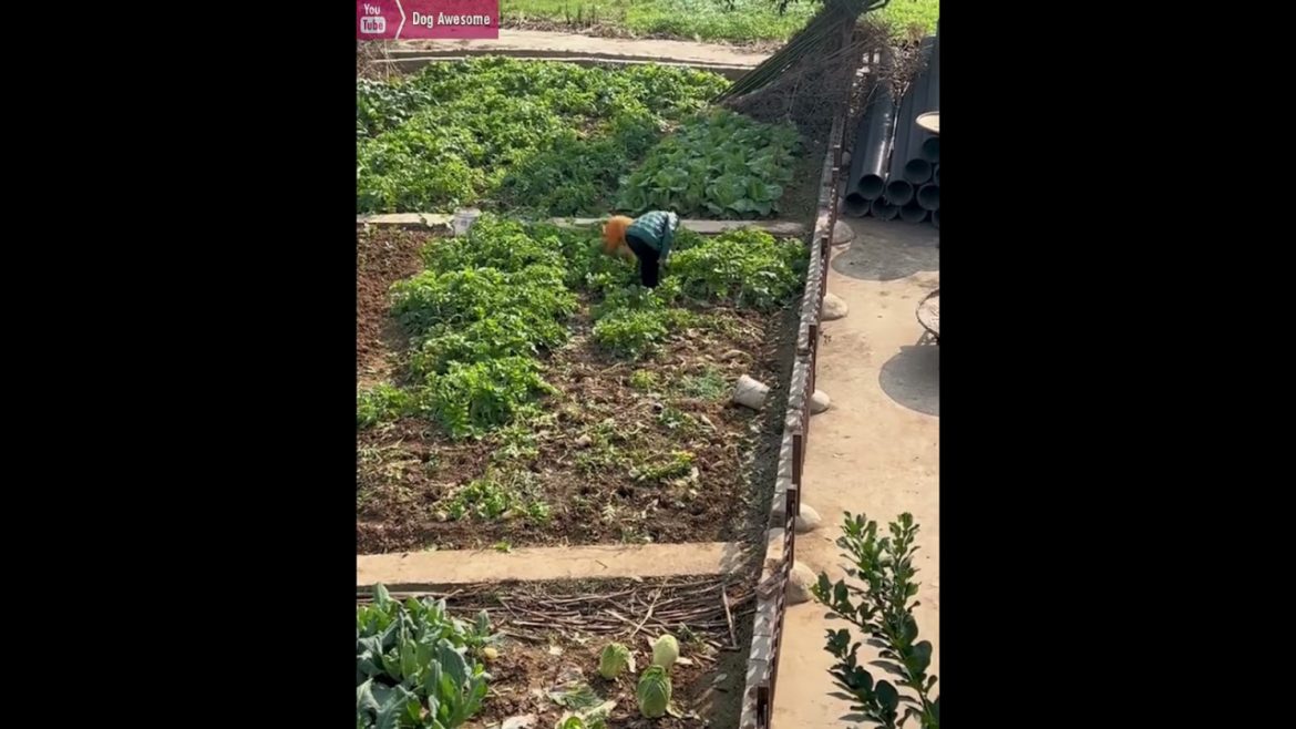 Golden Retriever helps owner deliver vegetables🥬