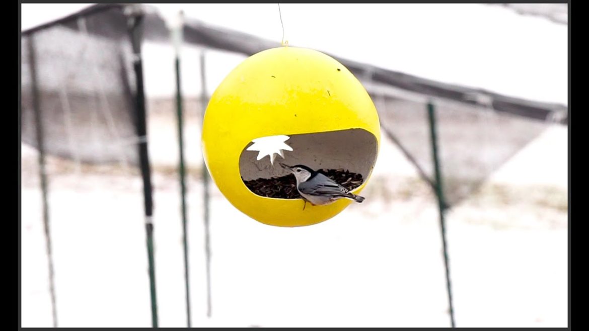 BIRDS Feeding in SNOWSTORM *RAW VIDEO* Part 2